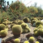 Cactus at Huntington Gardens.jpg